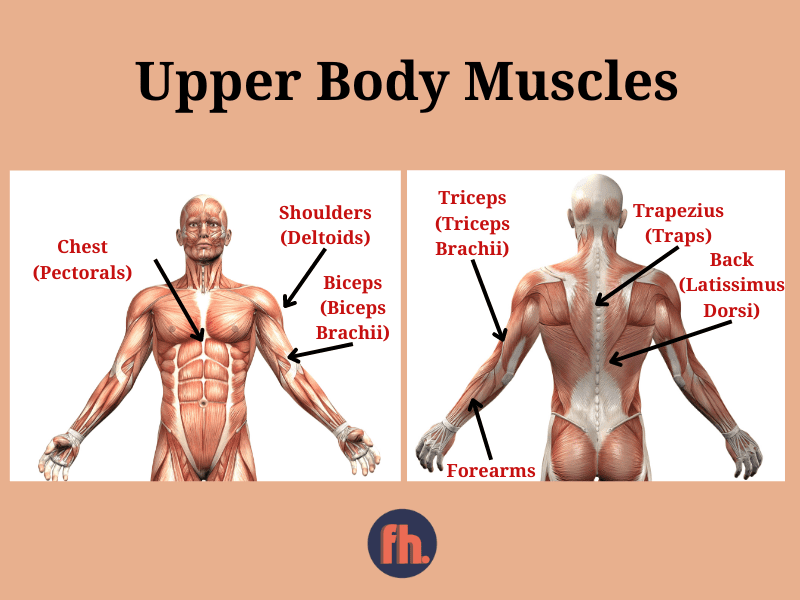 Muscle Groups: Upper Body Muscles